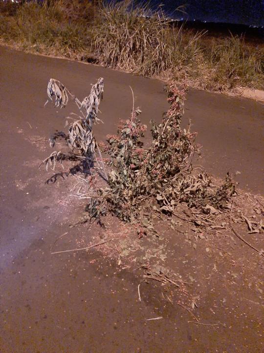Foto 5 de 6 — Valle Verde vive em mundo em que bueiros não têm tampas